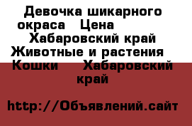 Девочка шикарного окраса › Цена ­ 15 000 - Хабаровский край Животные и растения » Кошки   . Хабаровский край